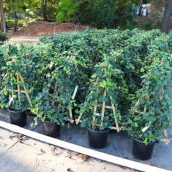 English Ivy Vine 9 English Ivy Vine -Foliagez Sales English Ivy 5