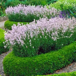 English Boxwood Shrub -Foliagez Sales English Boxwood 4