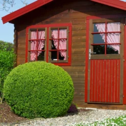 English Boxwood Shrub -Foliagez Sales English Boxwood 6 FGT