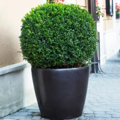 English Boxwood Shrub -Foliagez Sales English Boxwood 9 FGT
