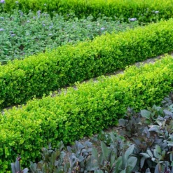 English Boxwood Shrub
