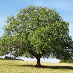 English Walnut Tree -Foliagez Sales English Carpathian Walnut 4 FGT