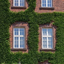 English Ivy Vine 8 English Ivy Vine -Foliagez Sales English Ivy 2 FGT