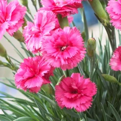 Scent First® Eternity Dianthus Plant -Foliagez Sales Eternity Dianthus 2