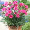 Scent First® Eternity Dianthus Plant -Foliagez Sales Eternity Dianthus 600x600 9a3a8ce8 7f38 480f 88b0 75bdfac7e163
