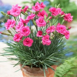 Scent First® Eternity Dianthus Plant