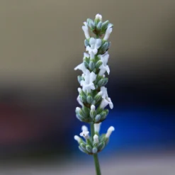 Lavender Exceptional™ -Foliagez Sales Exceptional Lavender 2