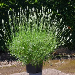 Lavender Exceptional™ -Foliagez Sales Exceptional Lavender 4