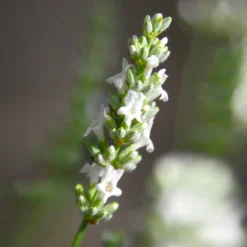 Lavender Exceptional™ -Foliagez Sales Exceptional Lavender 5