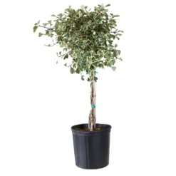 Variegated Ficus Triangularis Tree -Foliagez Sales FIC TRT 34 3 BRD