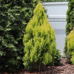 Forever Goldy™ Arborvitae Tree 9 Forever Goldy™ Arborvitae Tree -Foliagez Sales FOrever GOldie 2