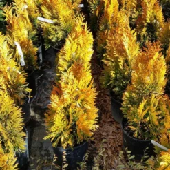 Forever Goldy™ Arborvitae Tree 11 Forever Goldy™ Arborvitae Tree -Foliagez Sales FOrever GOldy 3