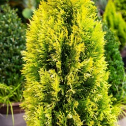 Forever Goldy™ Arborvitae Tree 10 Forever Goldy™ Arborvitae Tree -Foliagez Sales FOrever GOldy 4