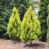 Forever Goldy™ Arborvitae Tree -Foliagez Sales FOrever GOldy 600x600 6bb4203a 1f83 46d7 bf71 502f5d9964f5