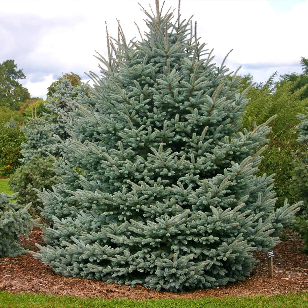 Fat Albert Colorado Blue Spruce 5 Fat Albert Colorado Blue Spruce - Image 3