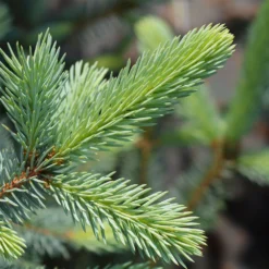 Fat Albert Colorado Blue Spruce 10 Fat Albert Colorado Blue Spruce -Foliagez Sales Fat albert Blue Spruce 2