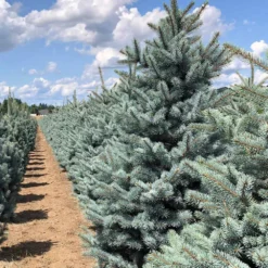 Fat Albert Colorado Blue Spruce 11 Fat Albert Colorado Blue Spruce -Foliagez Sales Fat albert Blue Spruce 5