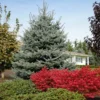 Fat Albert Colorado Blue Spruce -Foliagez Sales Fat albert Blue Spruce FGT 600x600 2967f4b7 777d 4dcb 9133 7fce04685aca