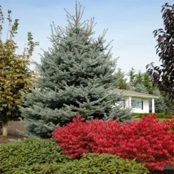 Fat Albert Colorado Blue Spruce