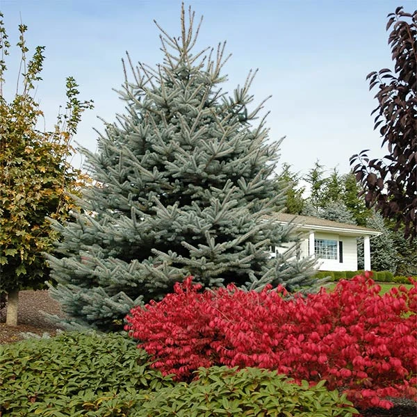 Fat Albert Colorado Blue Spruce 3 Fat Albert Colorado Blue Spruce