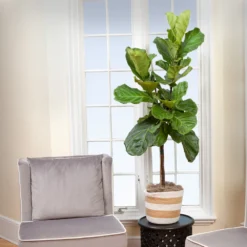 Monstera Deliciosa And Fiddle Leaf Fig Combo -Foliagez Sales Fiddle Leaf Fig 2 FGT
