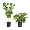 Monstera Deliciosa And Fiddle Leaf Fig Combo -Foliagez Sales Fiddle Swiss Combo 3GMon 3 4 Fig 600x600 1c3c9ad7 692d 418a b0f3 48f3822268e1