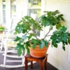 Fignomenal Fig Tree -Foliagez Sales Fignominal Fig FGT 600x600 6f1c4f51 2c51 4e22 8351 3e386eb4b02e