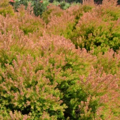 Fire Chief™ Thuja Shrub -Foliagez Sales Fire Chief Arborvitae 4