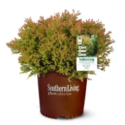 Fire Chief™ Thuja Shrub -Foliagez Sales Fire Chief Arborvitae 5