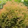 Fire Chiefâ„¢ Thuja Shrub 2 Fire Chiefâ„¢ Thuja Shrub -Foliagez Sales Fire Chief Arborvitae FGT 600x600 37a959d3 8432 48d1 a13c 2918104cceee