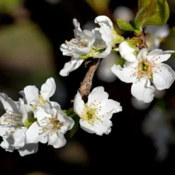 Flavor Queen Pluot® -Foliagez Sales Flavor Queen Pluot 3