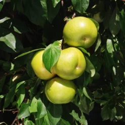 Flavor Queen Pluot® -Foliagez Sales Flavor Queen Pluot 4