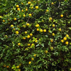 Hardy Orange Tree 'Flying Dragon' -Foliagez Sales Flying Dragon Trifoliate orange 2