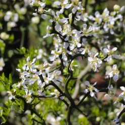 Hardy Orange Tree 'Flying Dragon' -Foliagez Sales Flying Dragon Trifoliate orange 3 FGT