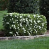 Four Seasons Gardenia Shrub -Foliagez Sales FourSeasons Gardenia 1