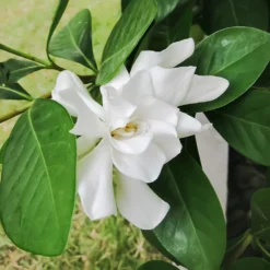 Four Seasons Gardenia Shrub 7 Four Seasons Gardenia Shrub -Foliagez Sales FourSeasons Gardenia 2