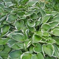 Francee Hosta Plant -Foliagez Sales Francee Hosta 2