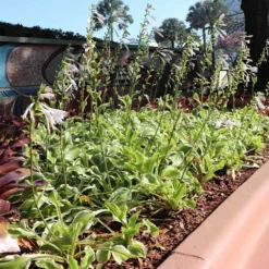 Francee Hosta Plant -Foliagez Sales Francee Hosta 3