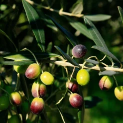 Frantoio Olive Tree 9 Frantoio Olive Tree -Foliagez Sales Frantoio Olive 2 BB