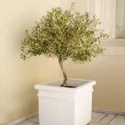 Frantoio Olive Tree 8 Frantoio Olive Tree -Foliagez Sales Frantoio Olive FGT