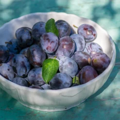 French Prune Tree 9 French Prune Tree -Foliagez Sales French Prune Plum 3