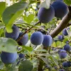 French Prune Tree -Foliagez Sales French Prune Plum 3 600x600 a3c97408 0735 4967 8350 f98df95f31c7