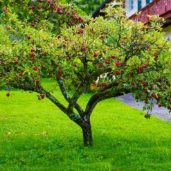 Fuji Apple Tree - USDA Organic -Foliagez Sales Fuji Apple 6