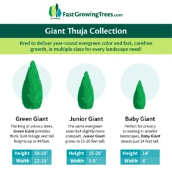 Junior Giant Thuja Tree -Foliagez Sales GiantThujaCollectionGraphic 46da212d 75c4 4b15 9d43 0f7dc11664cd