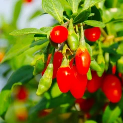 Goji Berry -Foliagez Sales Goji Berry 6