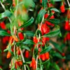 Goji Berry -Foliagez Sales Goji Berry FGT 600x600 09616a89 c739 4c98 a2f5 b475ff0711b2