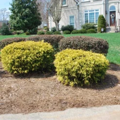 Gold Mop Cypress -Foliagez Sales Gold Mop Cypress 1 FGT