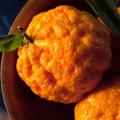 Gold Nugget Mandarin Tree -Foliagez Sales Gold Nugget Manderine Tree 4 FGT