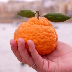 Gold Nugget Mandarin Tree -Foliagez Sales Gold Nugget Manderine Tree 7