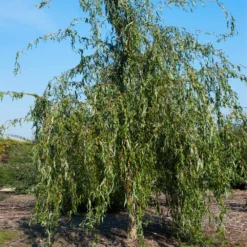 Golden Curls' Corkscrew Willow -Foliagez Sales Golden Curls Willow 1